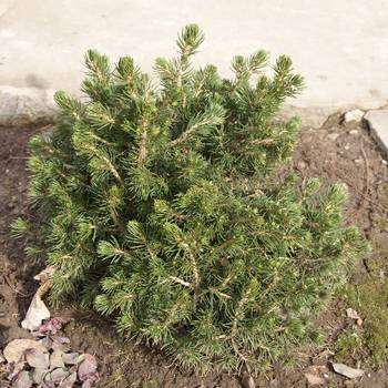 Ель обыкновенная Picea abies 'Tompa'